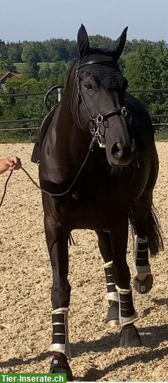 Bild 8: Pferd/Reiter-Ausbildung mit englisch/western gerittenen Sportpferden