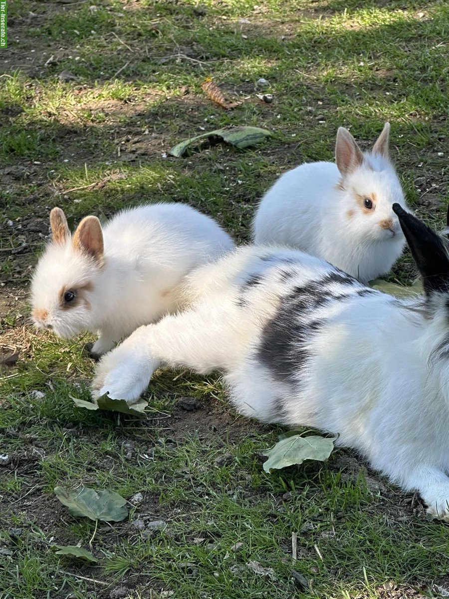 Junge Löwenkopf Zwergkaninchen