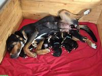 Grosse Schweizer Sennenhund Welpen, reinrassig