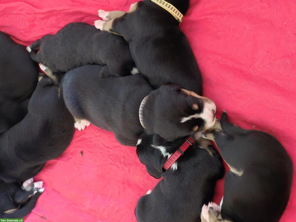 Bild 2: Grosse Schweizer Sennenhund Welpen, reinrassig