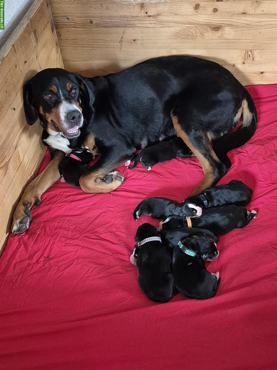 Bild 3: Grosse Schweizer Sennenhund Welpen, reinrassig