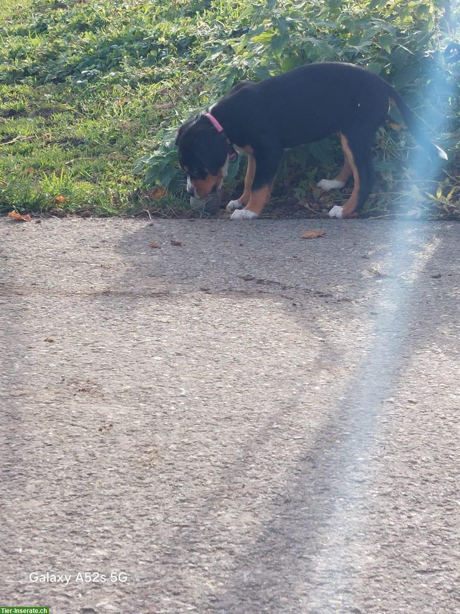 Bild 4: Grosse Schweizer Sennenhund Welpen, reinrassig