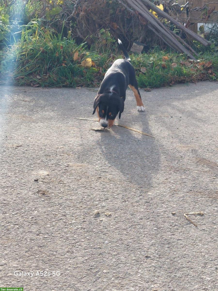 Bild 5: Grosse Schweizer Sennenhund Welpen, reinrassig