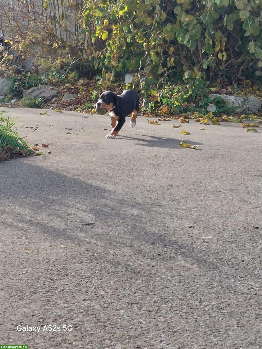 Bild 6: Grosse Schweizer Sennenhund Welpen, reinrassig