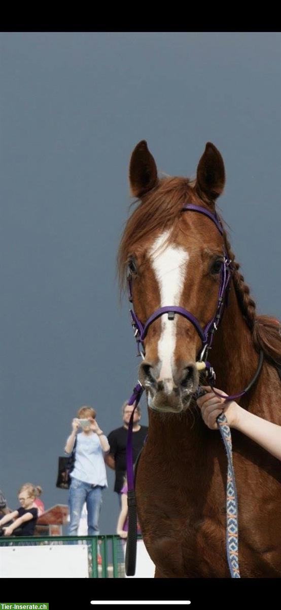 Bild 5: Gerittener Vollblutaraber Wallach 12 Jahre 1.52m