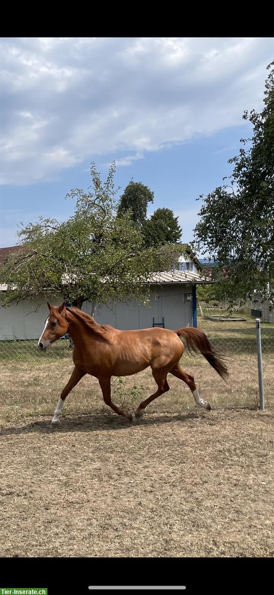 Bild 7: Gerittener Vollblutaraber Wallach 12 Jahre 1.52m