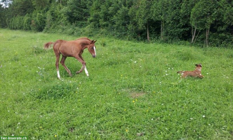 Bild 8: Gerittener Vollblutaraber Wallach 12 Jahre 1.52m