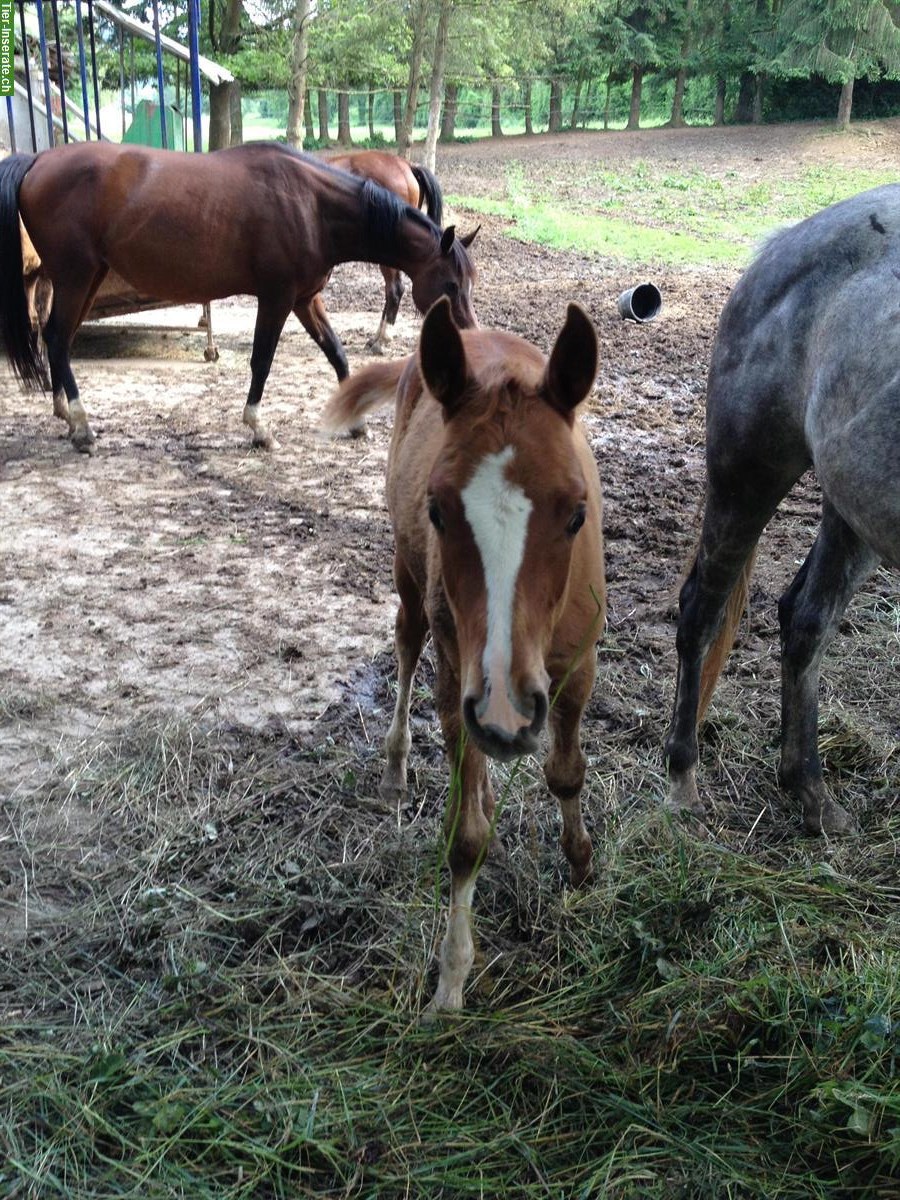 Bild 9: Gerittener Vollblutaraber Wallach 12 Jahre 1.52m