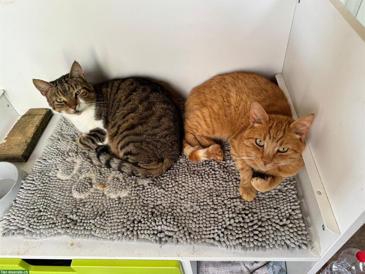 2 verschmuste Kater (9 J.) suchen gemeinsames Zuhause mit Freigang