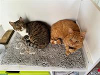 2 verschmuste Kater (9 J.) suchen gemeinsames Zuhause mit Freigang