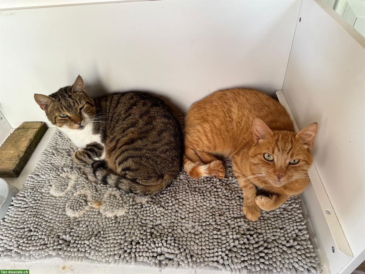 Bild 2: 2 verschmuste Kater (9 J.) suchen gemeinsames Zuhause mit Freigang