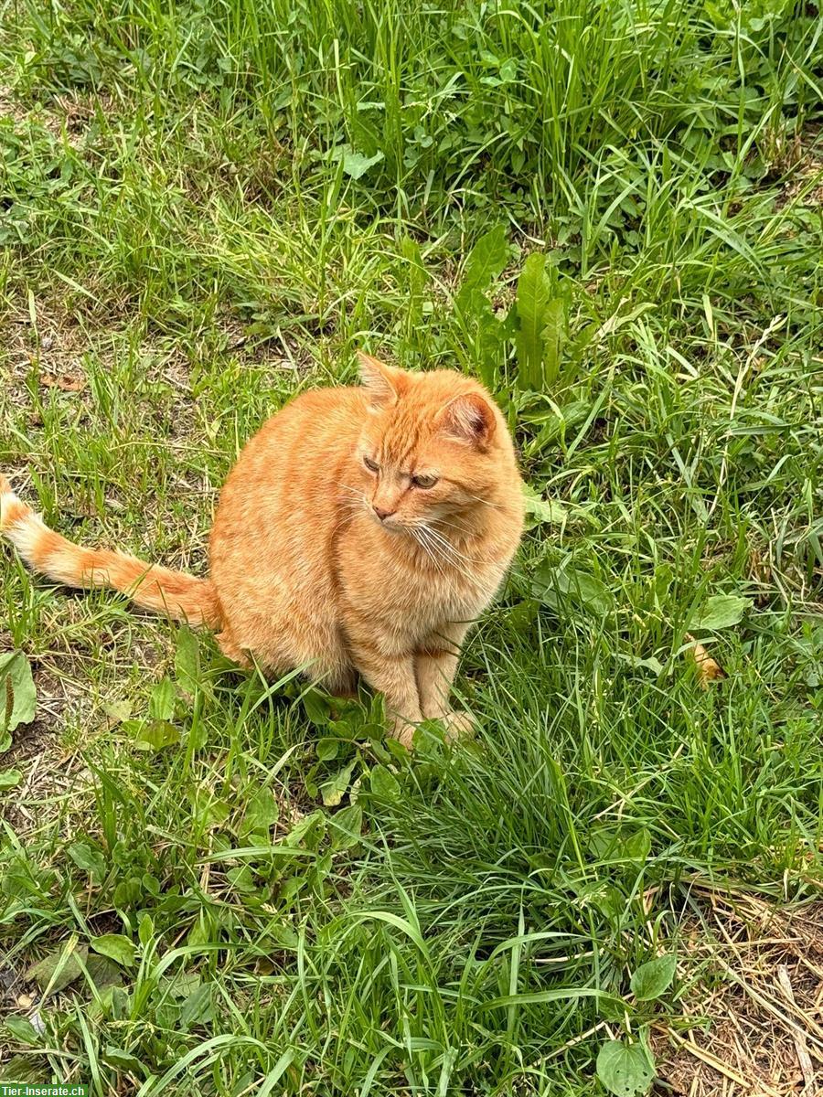 Bild 3: 2 verschmuste Kater (9 J.) suchen gemeinsames Zuhause mit Freigang