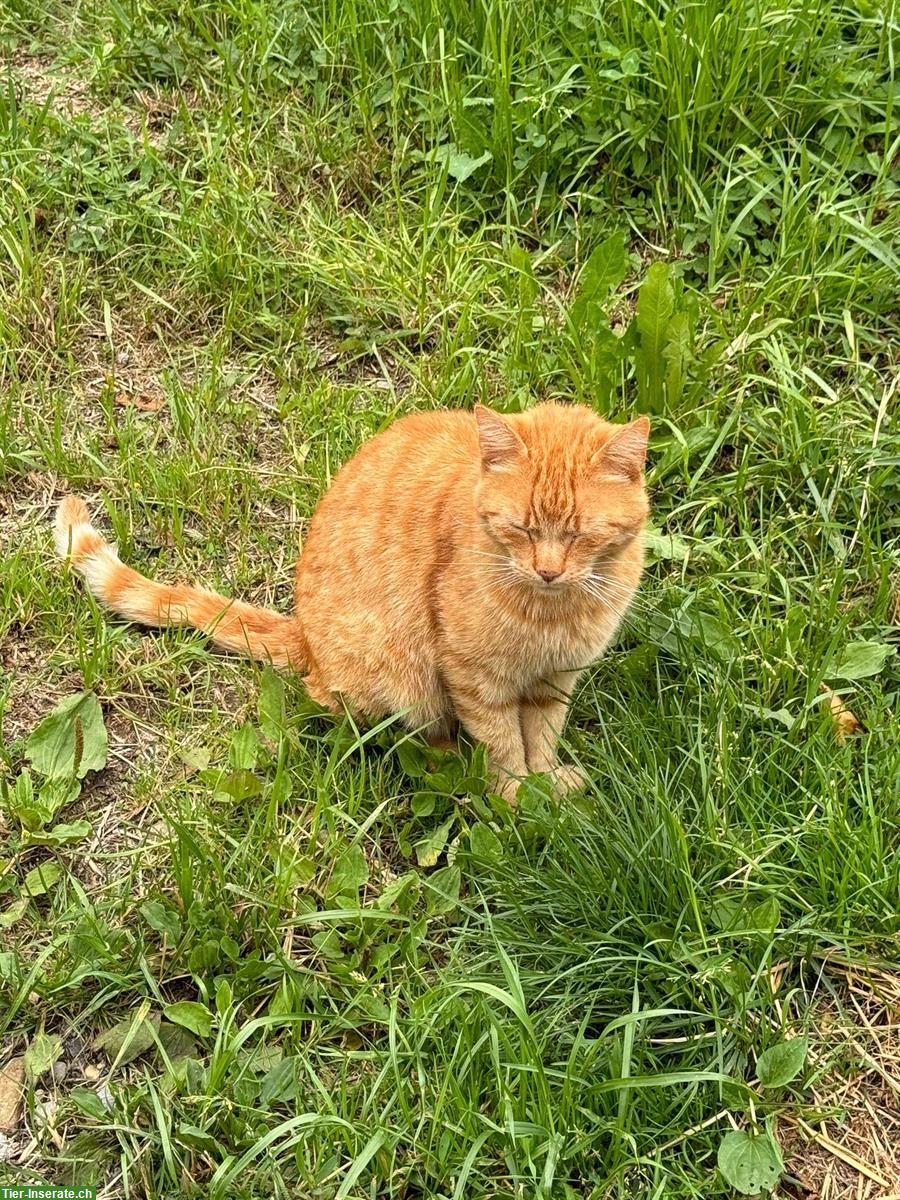 Bild 4: 2 verschmuste Kater (9 J.) suchen gemeinsames Zuhause mit Freigang