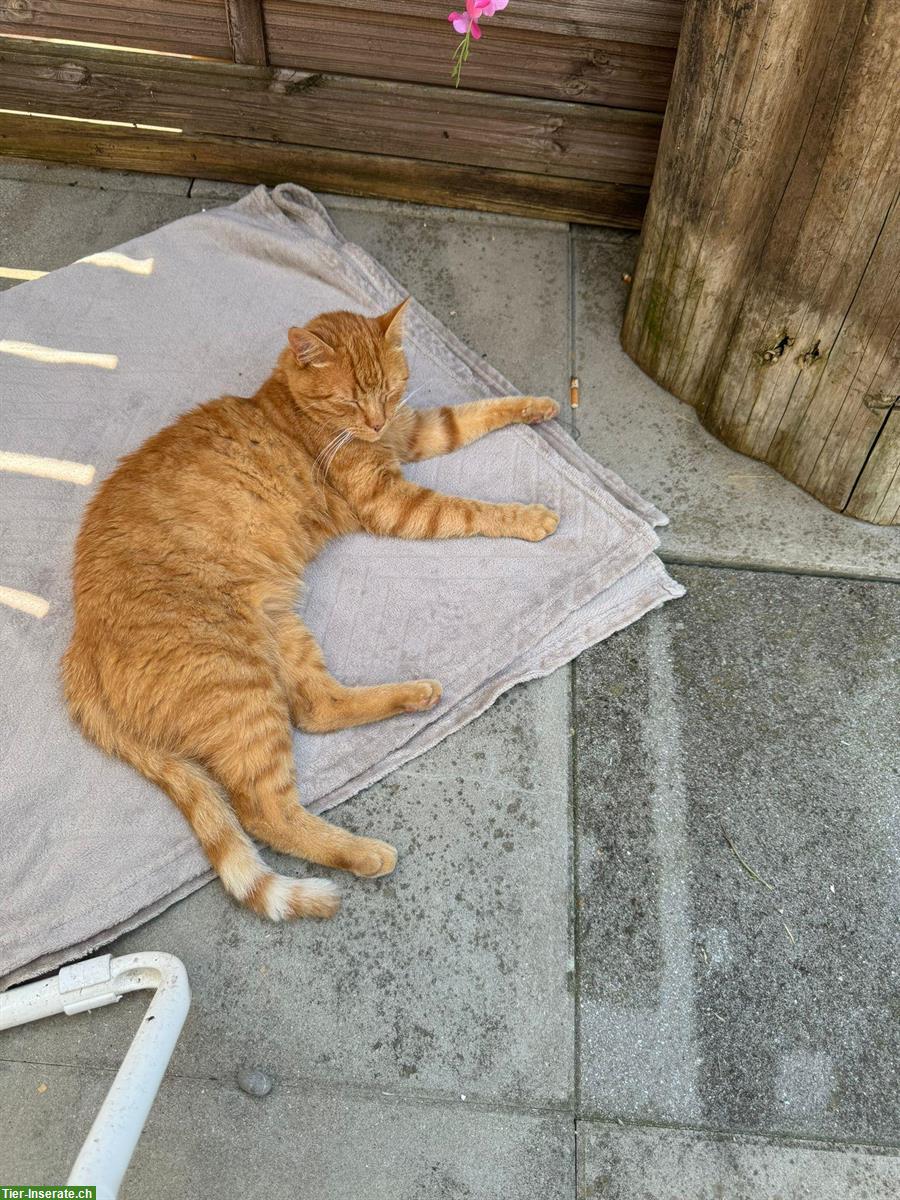 Bild 5: 2 verschmuste Kater (9 J.) suchen gemeinsames Zuhause mit Freigang