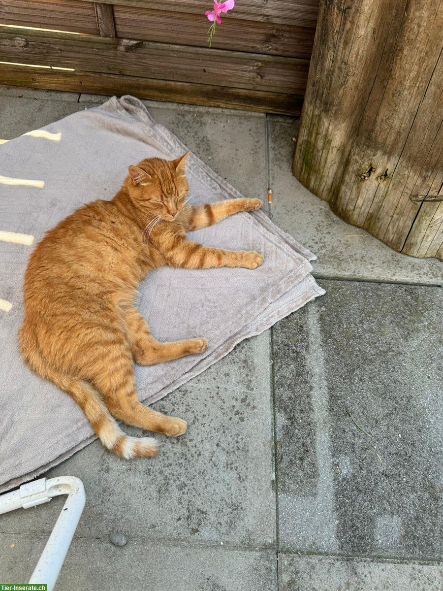 Bild 6: 2 verschmuste Kater (9 J.) suchen gemeinsames Zuhause mit Freigang
