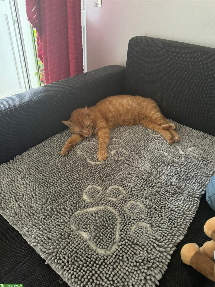 Bild 7: 2 verschmuste Kater (9 J.) suchen gemeinsames Zuhause mit Freigang