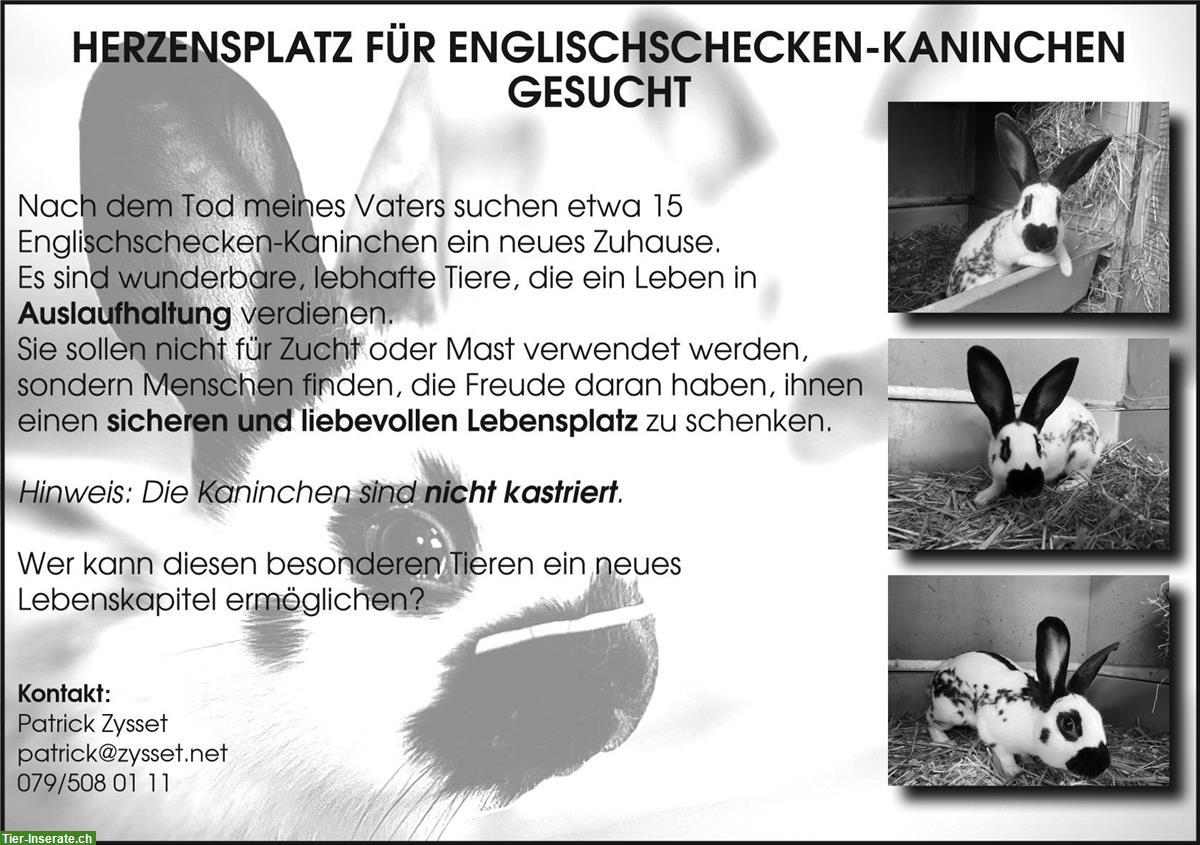 Bild 4: Englische Schecke Kaninchen suchen Lebensplatz