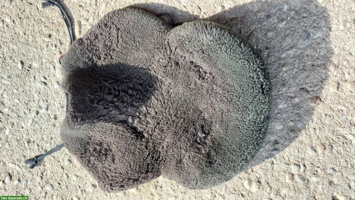 Bild 8: Sommer Endurance Sattel, 17.5 Zoll, mit Lammfellüberzug