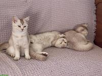 BKH Kitten silver getupft, cinnamon/silver