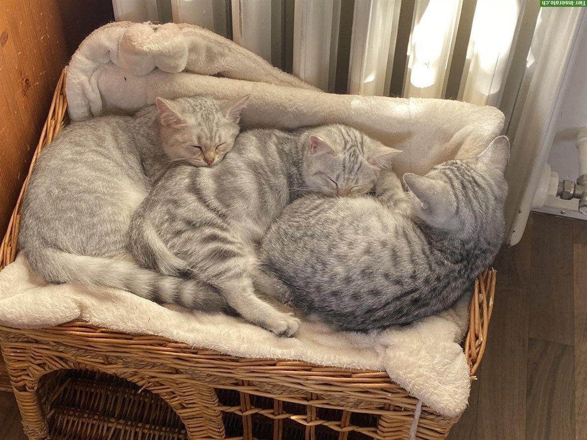 Bild 2: BKH Kitten silver getupft, cinnamon/silver