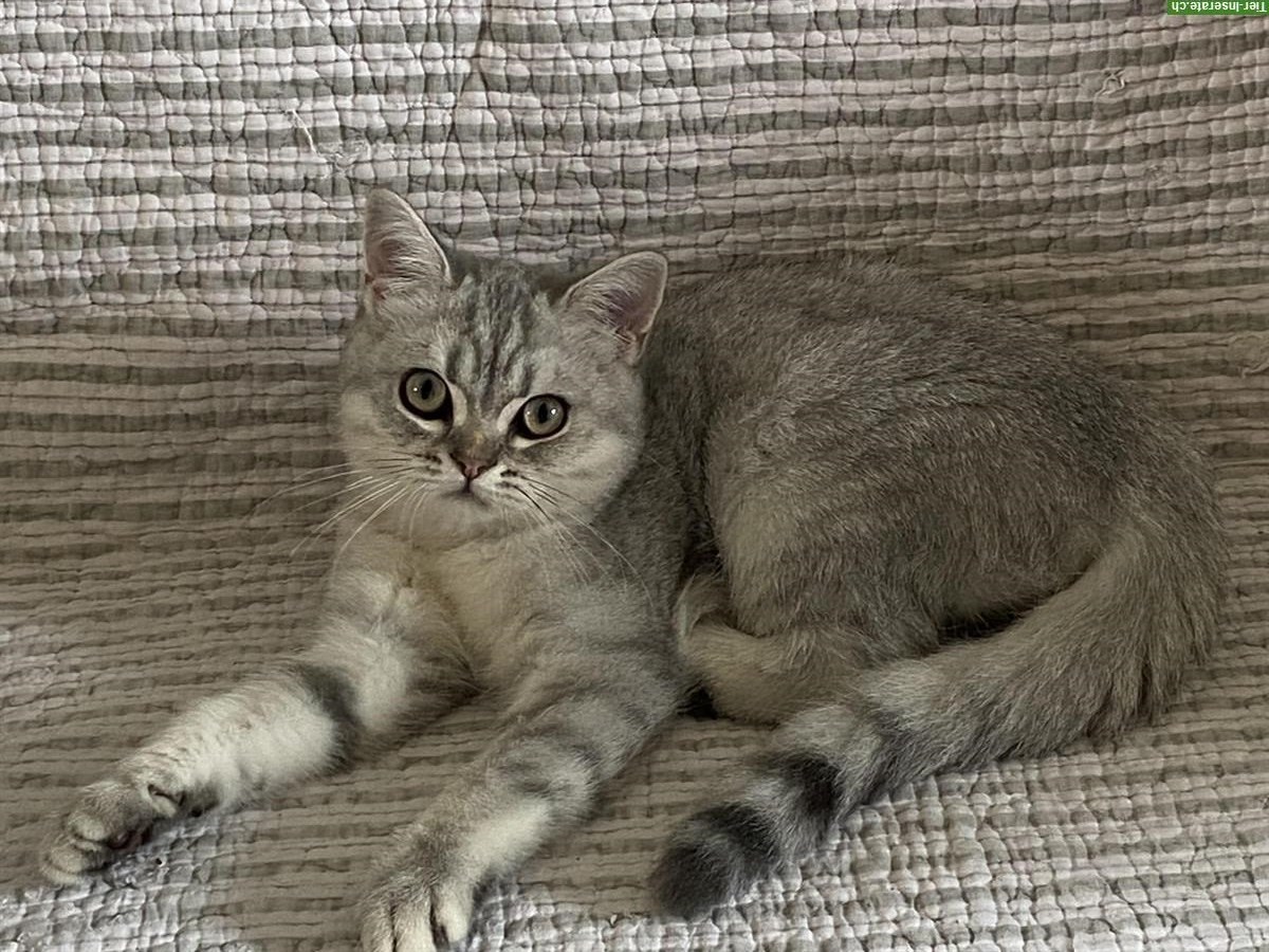 Bild 5: BKH Kitten silver getupft, cinnamon/silver