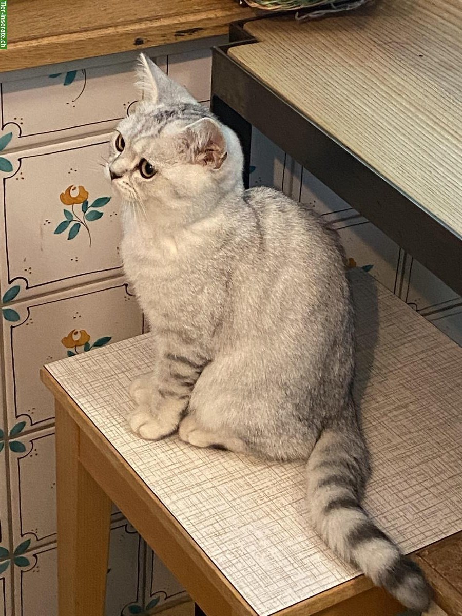 Bild 7: BKH Kitten silver getupft, cinnamon/silver