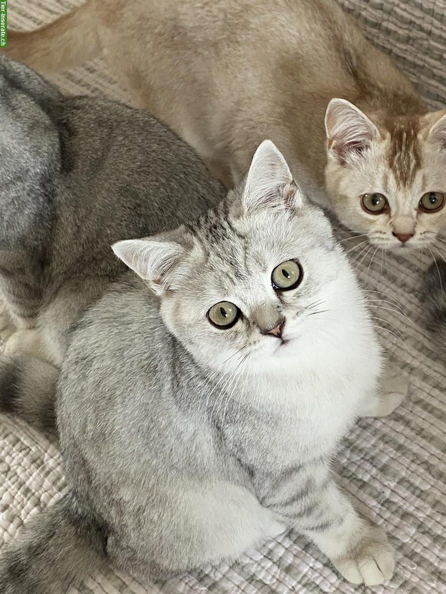Bild 9: BKH Kitten silver getupft, cinnamon/silver