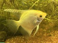 GRATIS: Zierfische - Diskus, Goldskalar, Prachtschmerle, Rüsselbarbe