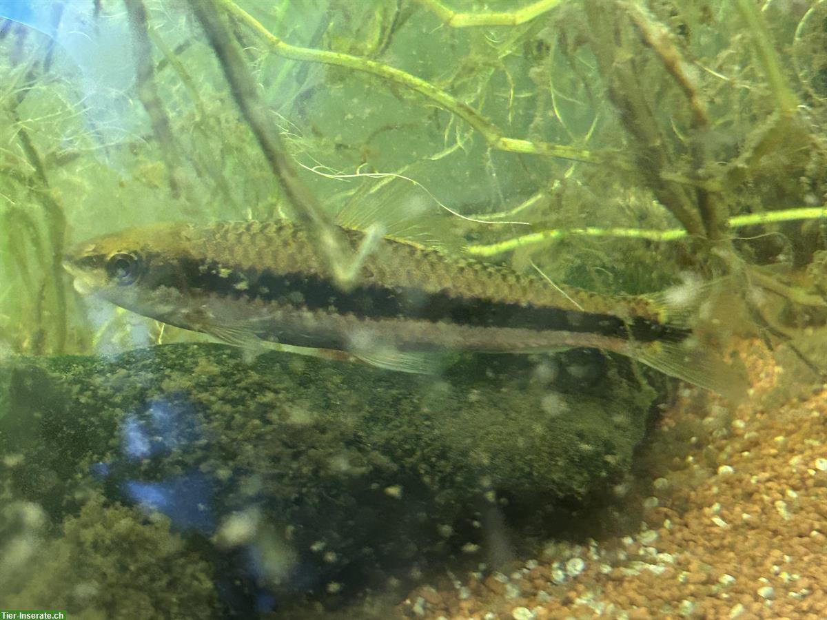 Bild 3: GRATIS: Zierfische - Diskus, Goldskalar, Prachtschmerle, Rüsselbarbe
