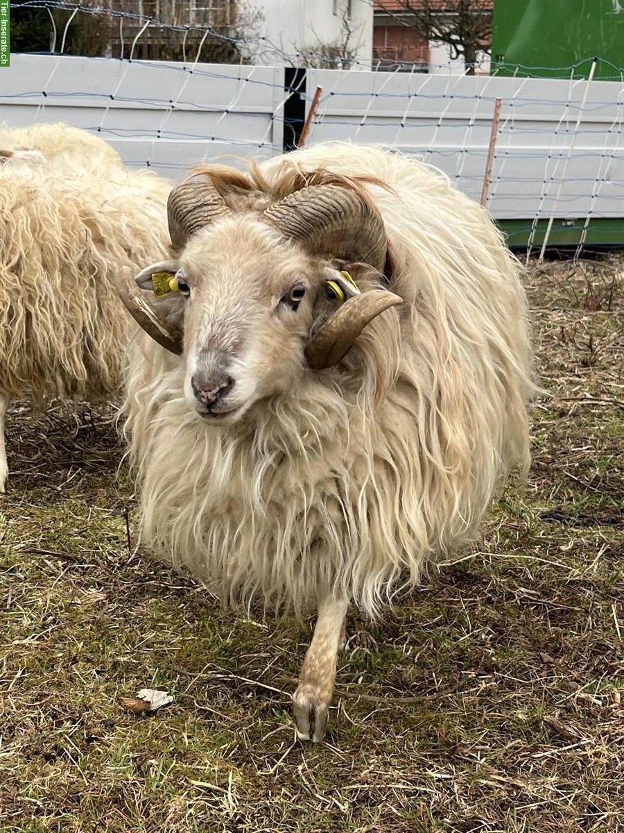 Ouessant Schafbock mit gutem Charakter zu verkaufen