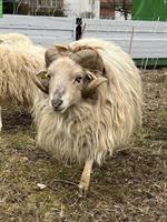 Ouessant Schafbock mit gutem Charakter zu verkaufen