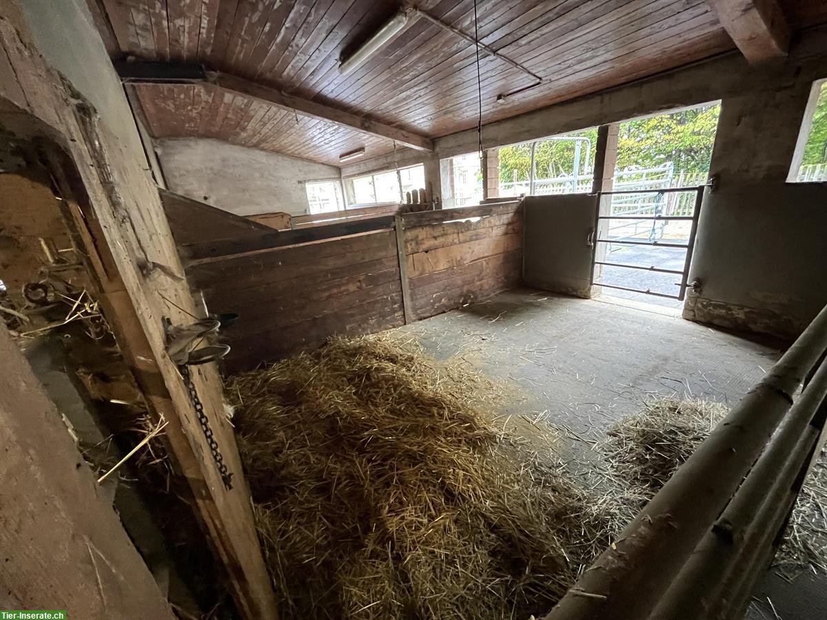 Offenstall Plätze frei auf Bauernhof in Stein am Rhein SH