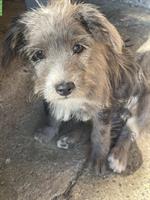 Jack-a-Poo Welpen suchen liebevolles Zuhause