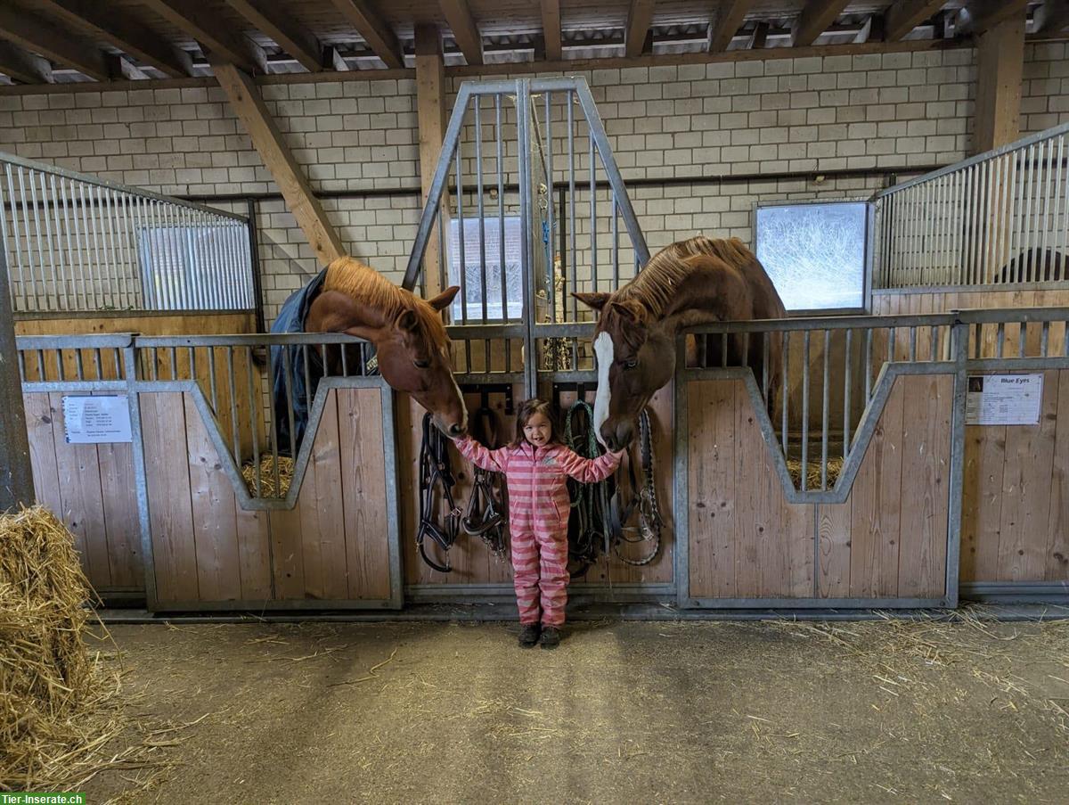 Bild 3: Selbstversorger Auslaufboxen zu vermieten