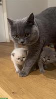 Wunderschöne BKH Kitten abzugeben