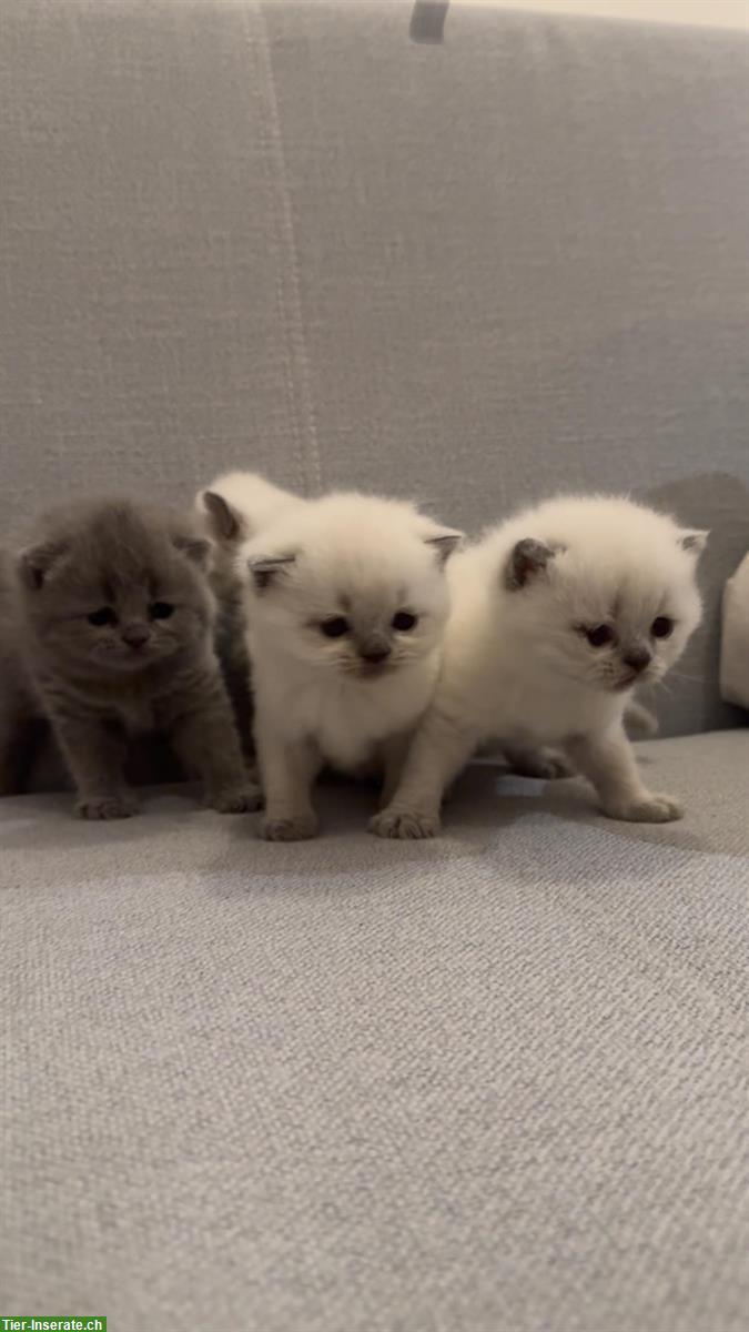 Bild 2: Wunderschöne BKH Kitten abzugeben