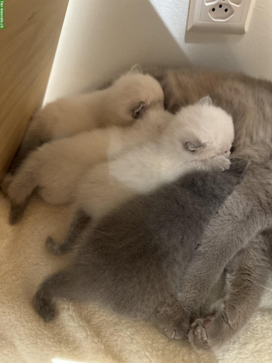Bild 3: Wunderschöne BKH Kitten abzugeben