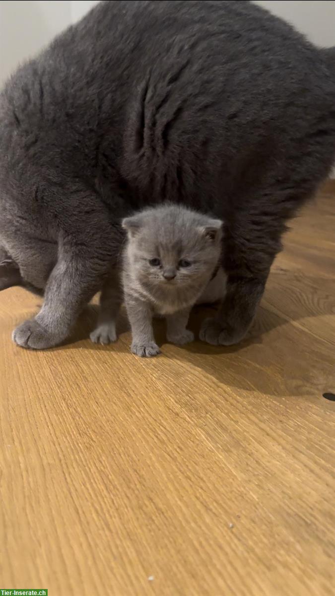 Bild 4: Wunderschöne BKH Kitten abzugeben