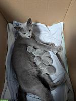 Russisch Blau Kitten zu verkaufen