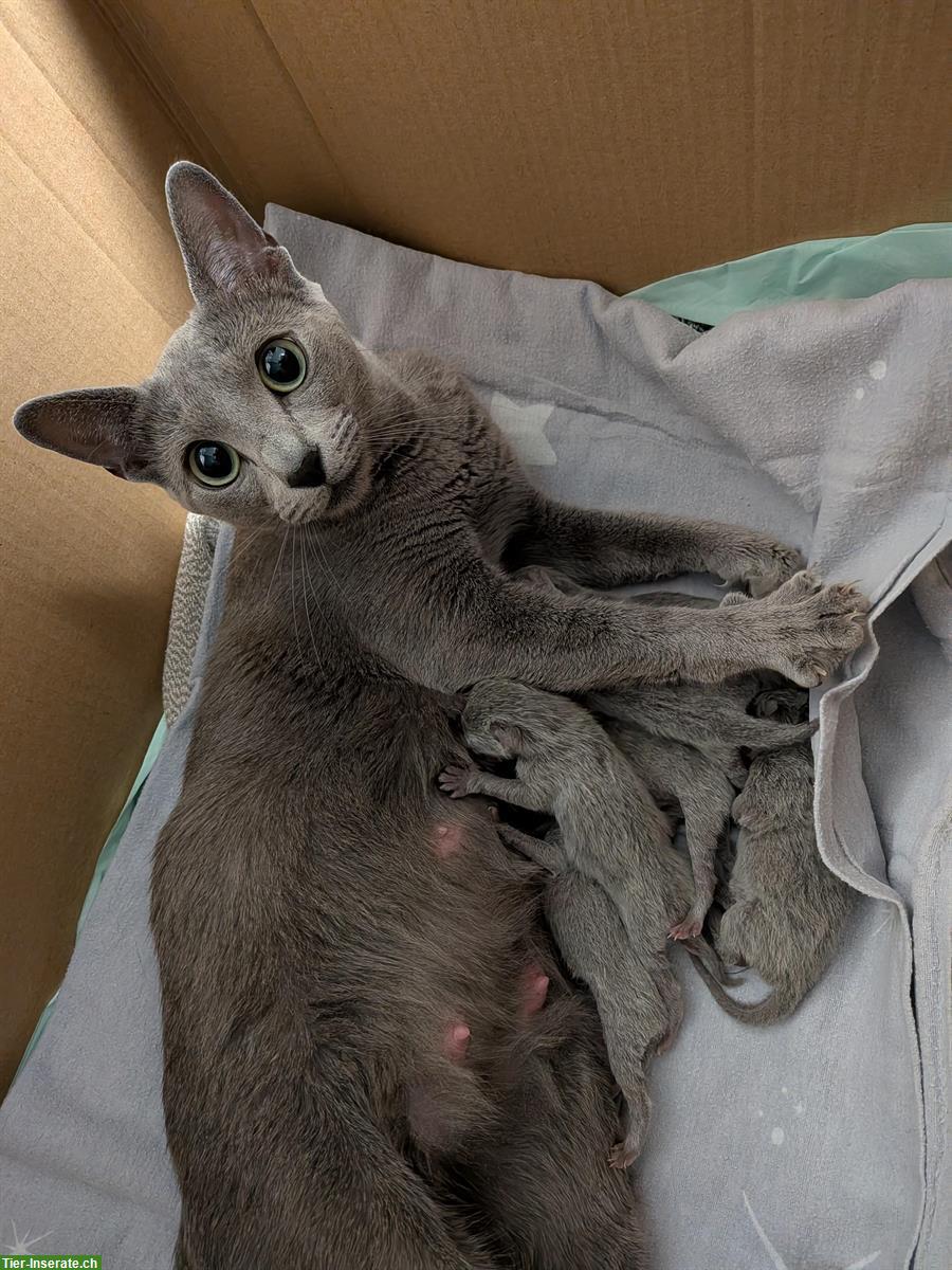Bild 2: Russisch Blau Kitten zu verkaufen