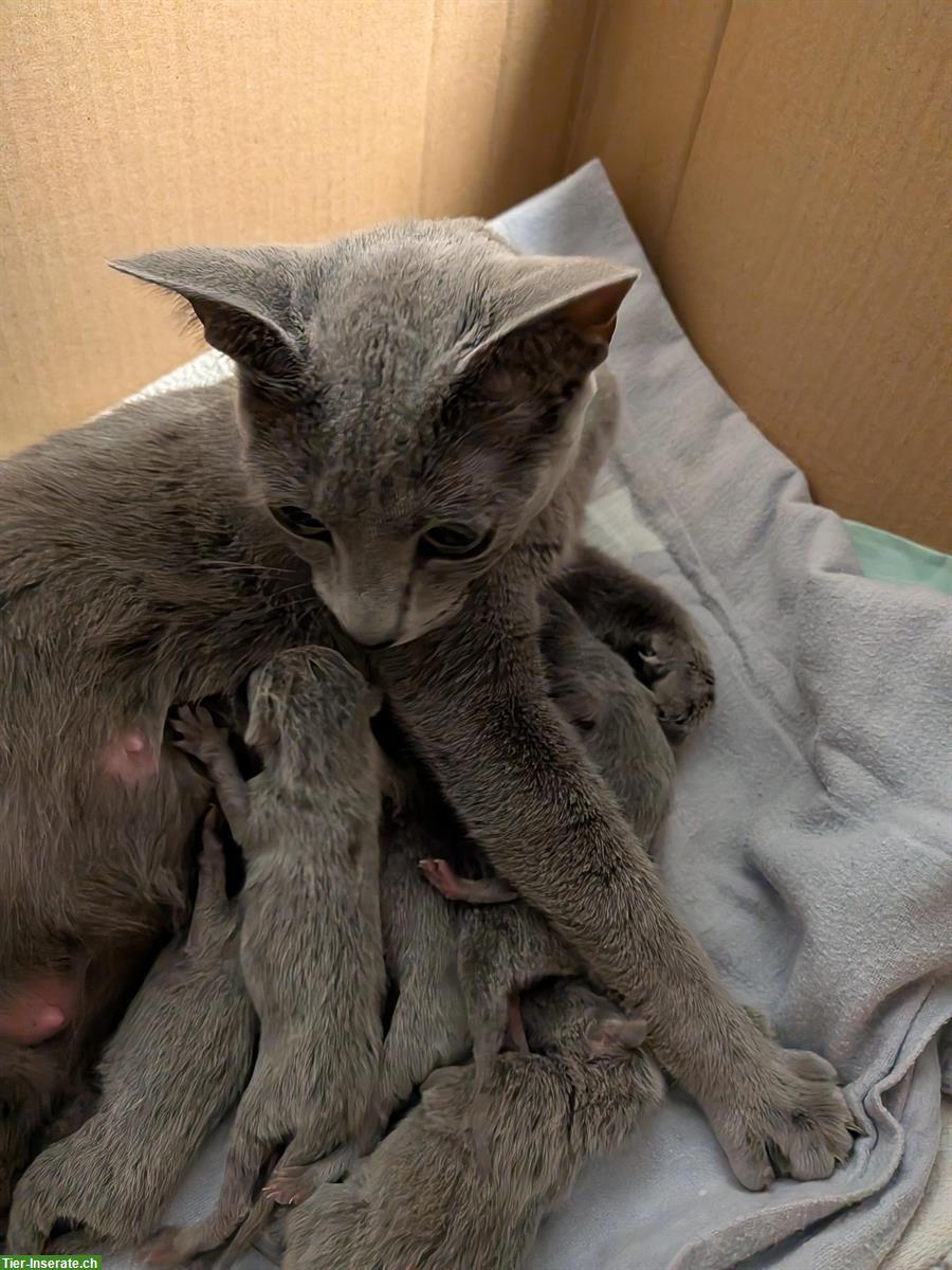 Bild 3: Russisch Blau Kitten zu verkaufen