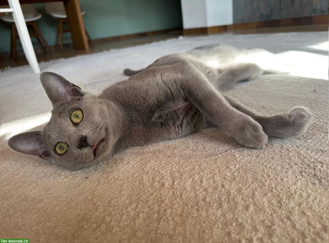 Bild 4: Russisch Blau Kitten zu verkaufen