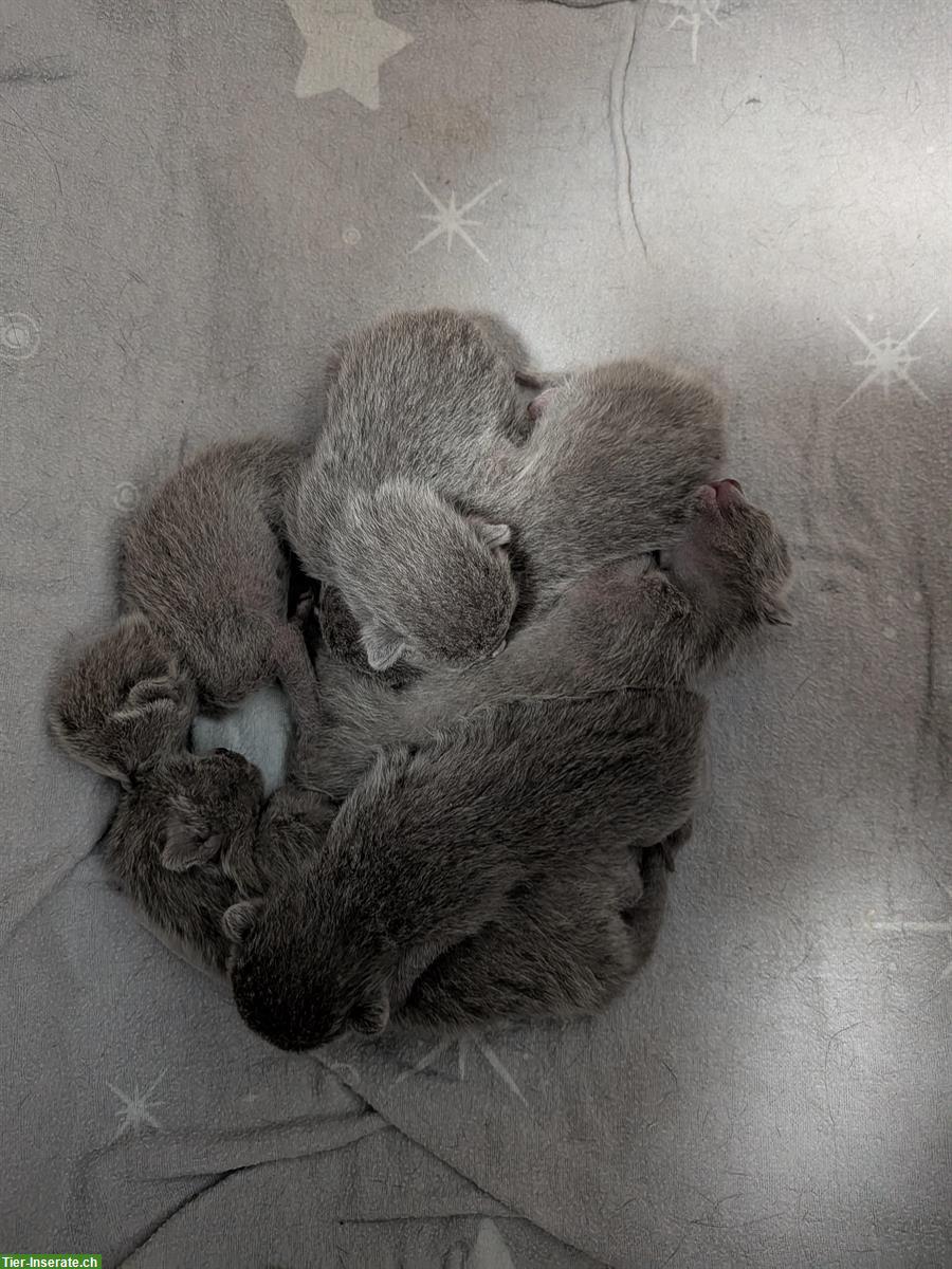 Bild 5: Russisch Blau Kitten zu verkaufen