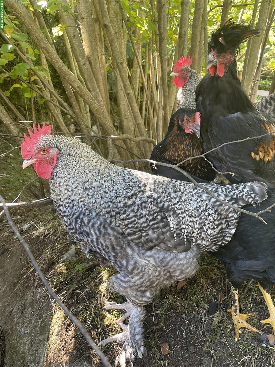 Wunderschöne Marans Hähne zu verkaufen