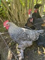 Wunderschöne Marans Hähne zu verkaufen