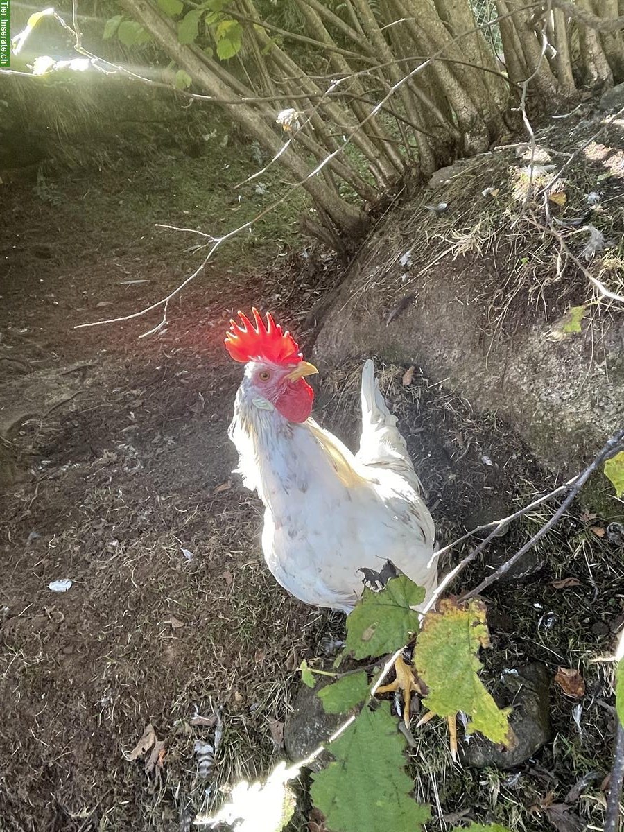 Bild 2: Wunderschöne Marans Hähne zu verkaufen