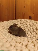 Junge Degus, handzahm, zu verkaufen