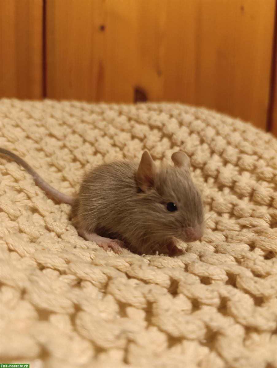Bild 2: Junge Degus, handzahm, zu verkaufen