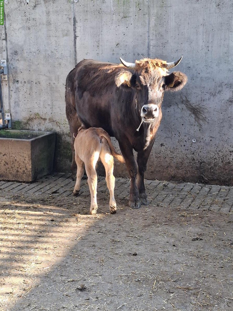 Mutterkuh mit Kalb, männlich