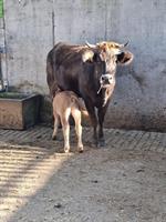 Mutterkuh mit Kalb, männlich